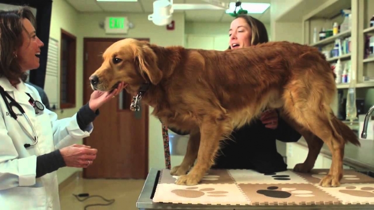 Golden Retriever Lifetime Study PSA – For Veterinarians (1Min Sponsors)