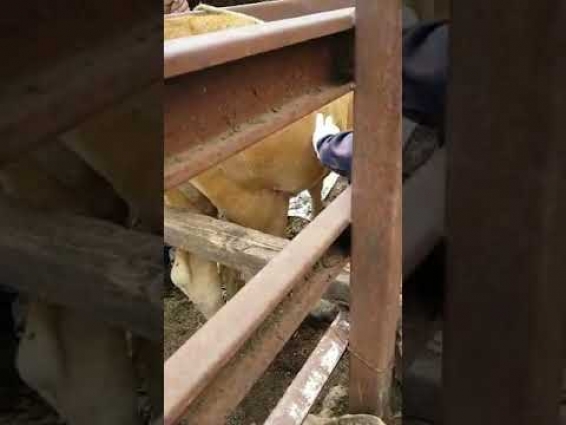 Giant cow abscess drainage about 2 gallons!!