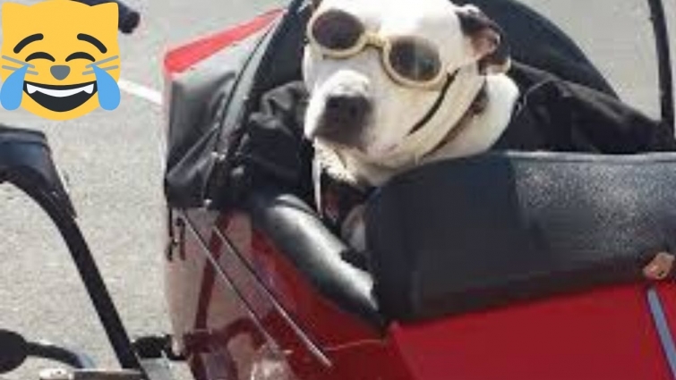 MOST FUNNY MOMENTS OF DOMESTIC ANIMALS, MOST FUNNY MOMENTS OF ANIMALS 2020,