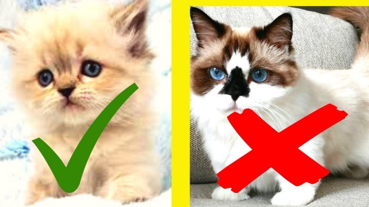 How can you tell if you have a Himalayan cat?