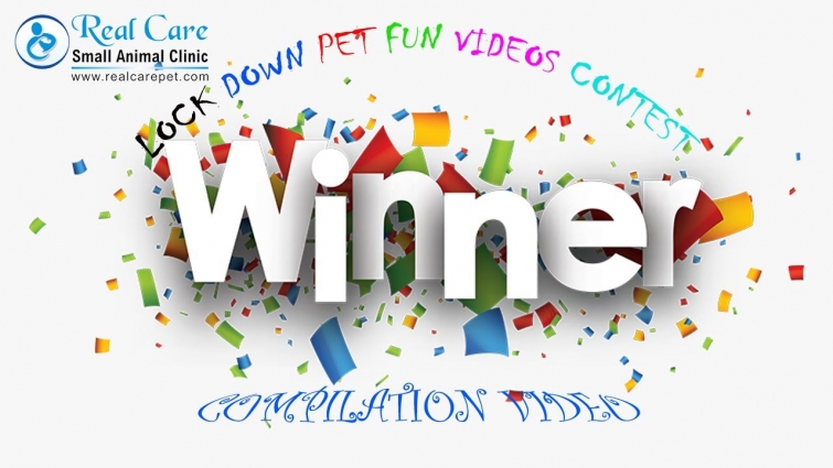 Lock down pet fun video contest winner compilation