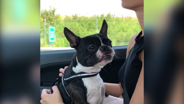 Yoda the Boston terrier traveling to the vet [Life of a Boston terrier]