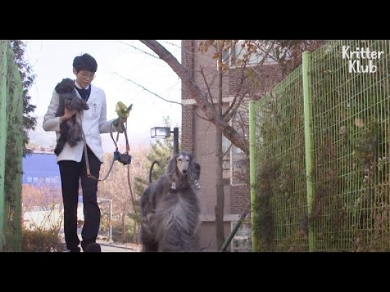 Don't You Wonder How A Vet Raises His Dog? (Part 1) | Kritter Klub