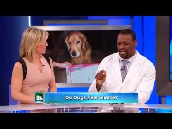 Courtney Campbell – Veterinarian – – Dog Shaming!!!!   @DrCourtneyDVM