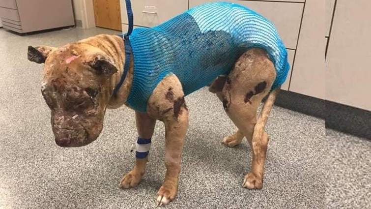 The Wonderful Transformation Of Pitiful Dog Suffering From Chemical Burns To A Sweet Prince