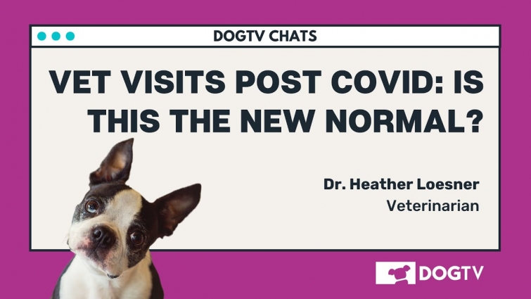 Vet visits post COVID – Is this the new normal?