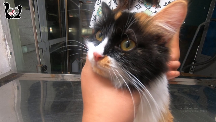 Neutering for a Rare Calico Cat