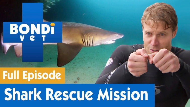 🦈 Dr Chris Brown's Shark Rescue Mission | FULL EPISODE | S07E15 | Bondi Vet