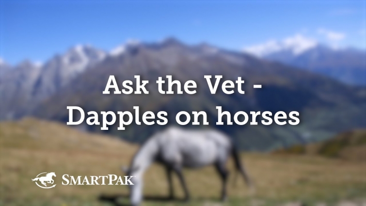 Ask the Vet – Dapples on horses