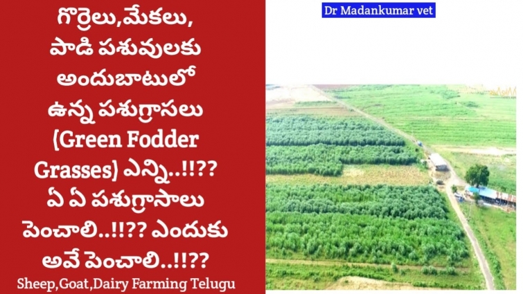 Types of Green Fodder Grasses for Goat, sheep, Buffalo and Cow Farming Telugu | Dr. Madankumar Vet
