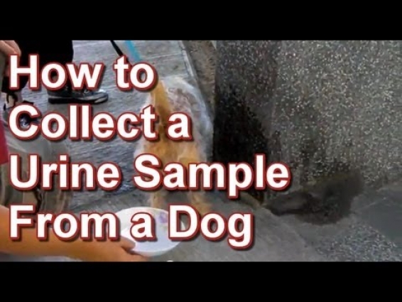 How to Collect a Urine Sample From a Dog – Tai Wai Small Animal & Exotic Veterinary Hospital