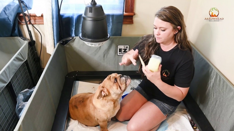 How to take your dogs temperature