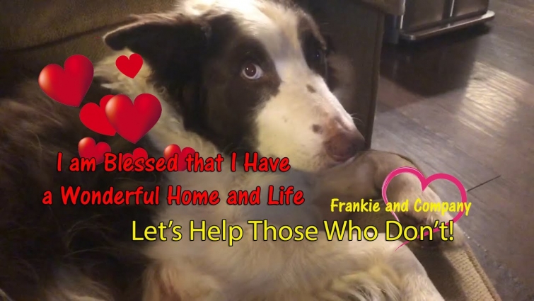 A Plea For Help!  Dogs Gunned Down Outside of their Home! #dogs #cats #rescue #hope #shot #abused