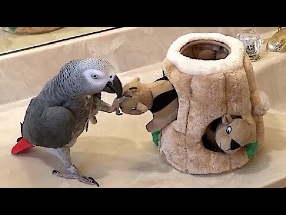 Parrot is very playful with a family of toy squirrels