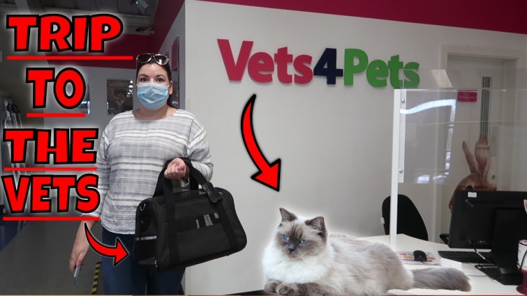 WE HAD TO TAKE OUR CAT TO THE VETS