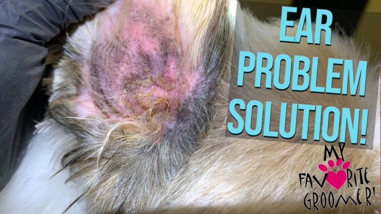 How to keep your dogs ears clean at home