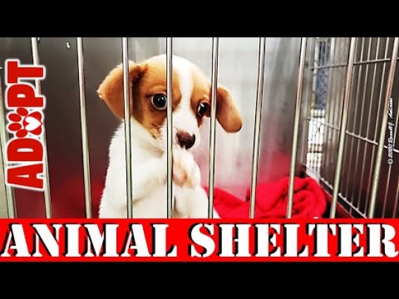 Animal Shelter Special Adoption Event for End of Fiscal Year… trying to reach Adoption Goal!!!