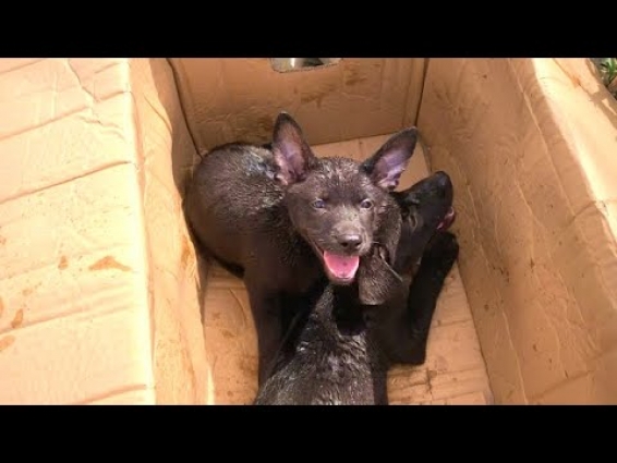 Rescue Little Puppies Abandoned In A Cardboard Box Under The Hot Sun