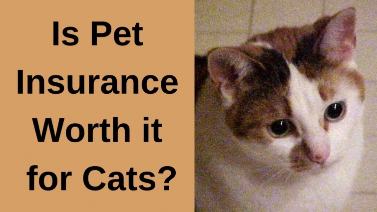 Is Pet Insurance Worth it for Cats