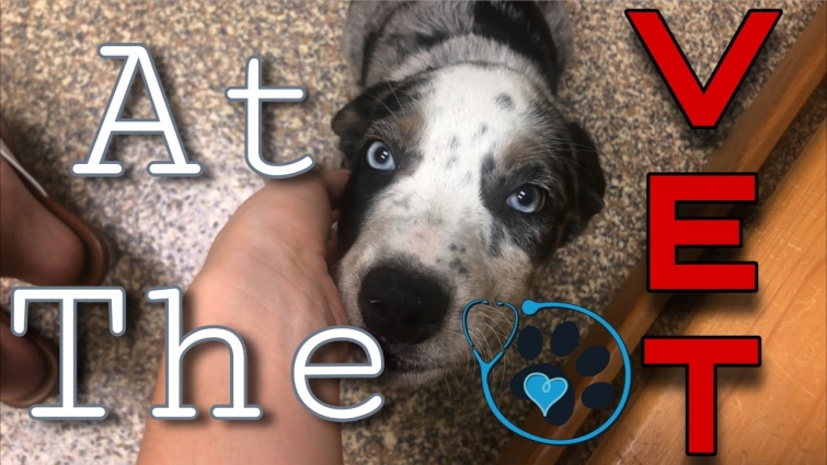 Getting Our Puppies Ready for their New Homes!//THEY THREW UP IN MY CAR!!