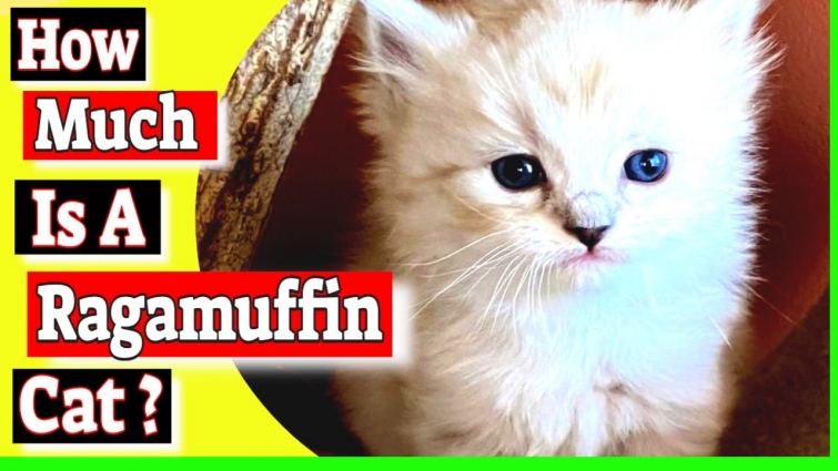 How much is a Ragamuffin cat? Do ragamuffin cats shed a lot?