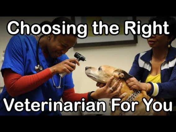 HOW TO: Find The Right Veterinarian For You!