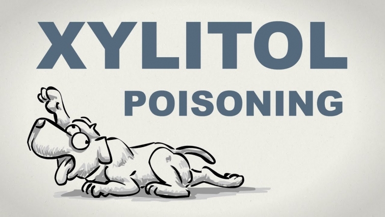 Xylitol poisoning in dogs – Plain and Simple (Sketch)