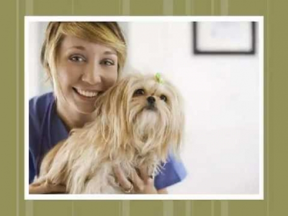 4- VETERINARIAN GOSPEL JESUS PROSPERITY INCOME