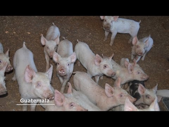 Guatemala Veterinarians FETP