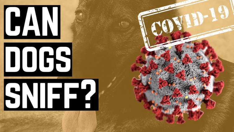 How Can Dogs Really Sniff Out COVID-19 Now?