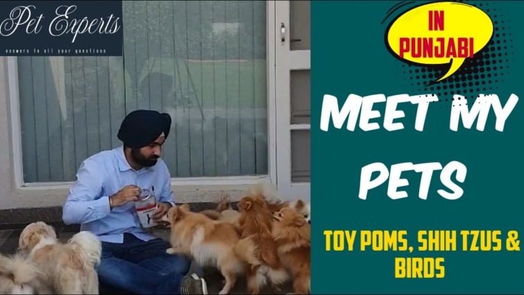 Meet my Pets (Toy Pom/ Pomeranian, Shih Tzus & Birds) in Punjabi