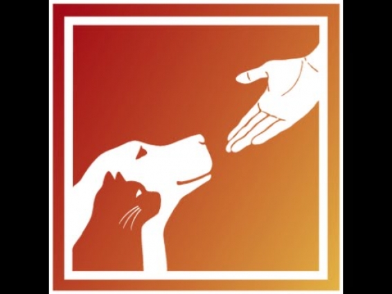 Canton Animal Hospital – Whiteboard Video Example