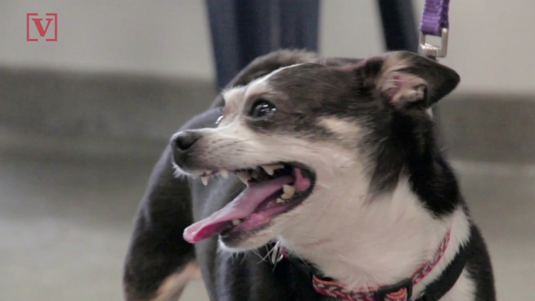 Why Your Pet Hates Fourth of July Fireworks