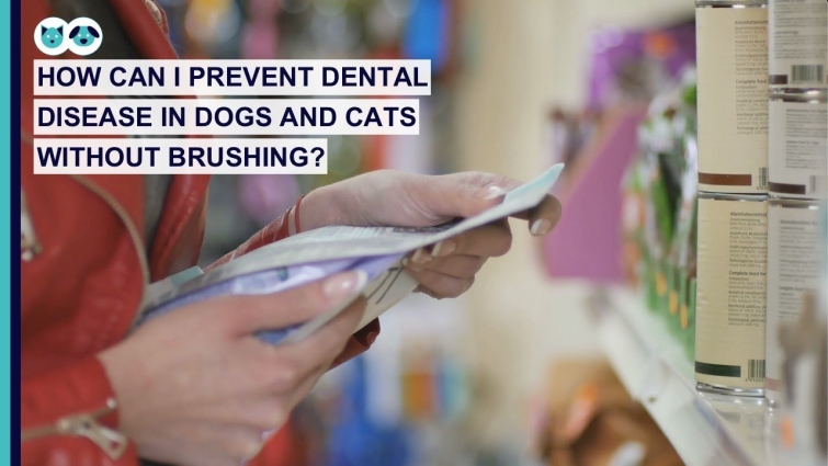 How Can I Prevent Dental Disease in Pets Without Brushing? | Pet Dental Care Series