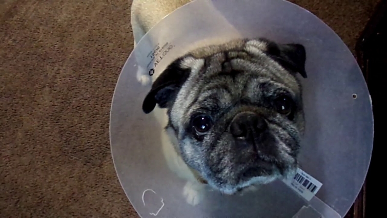 WHEW! Lucky the Pug back from the Vet & Garage sale finds 06/25/2020 Funny!