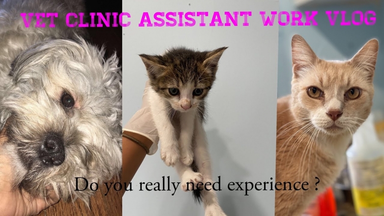 How to get a job in a vet clinic without experience
