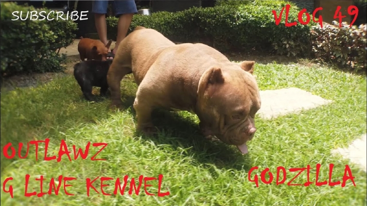 OUTLAWZ G-LINE KENNEL AMERICAN BULLY DOG | DON RAIDER VLOG 49
