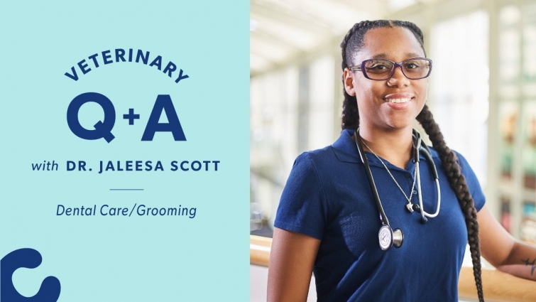 How to Brush Cats’ & Dogs’ Teeth | Chewy Vet Q&A with Dr. Jaleesa Scott