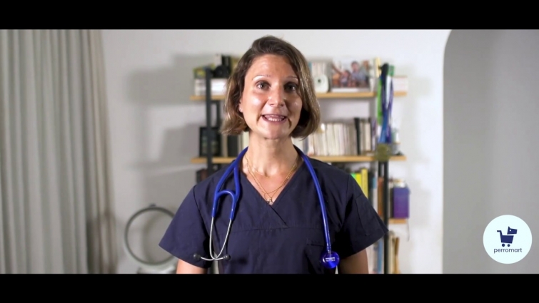 How To Take Care Of Your Pet? – perromart Vet Q&A Series #1