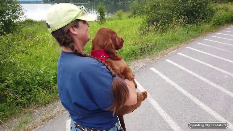 Meet Mobile Equine Veterinarian, Jenni Grimmett’s Traveling Irish Setter Horse Vet Dogs