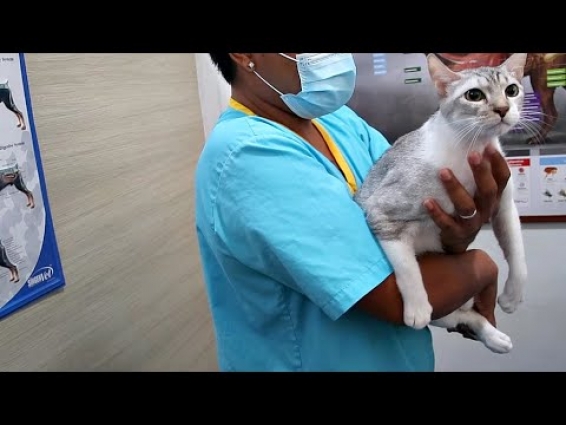 Bringing My CAT to the VET During Lockdown (Loss of Appetite)