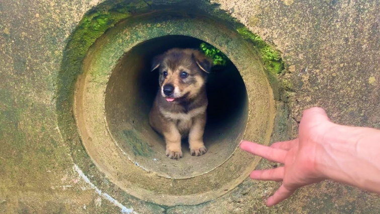 Clever Little Puppy Lead Me to Rescue His Sister Trapped In The Sewer