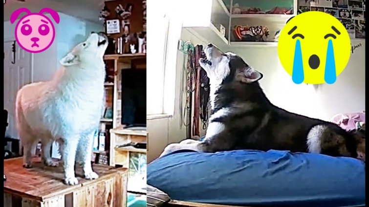 The Saddest Of Doggos Left Home Alone Without Each Other