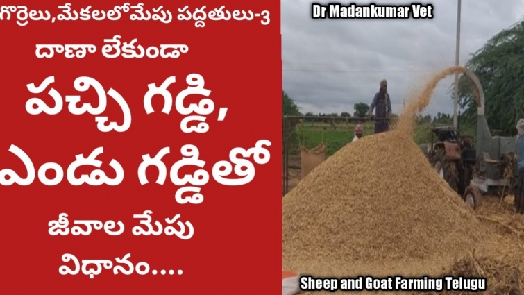 Feeding Sheep and Goat on Green Fodder and Dry Fodder without Concentrate Feed | Dr. Madankumar Vet