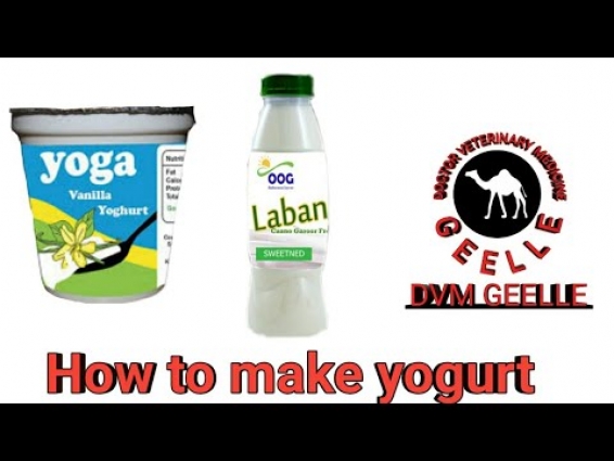 How to make yogurt |Veterinary students