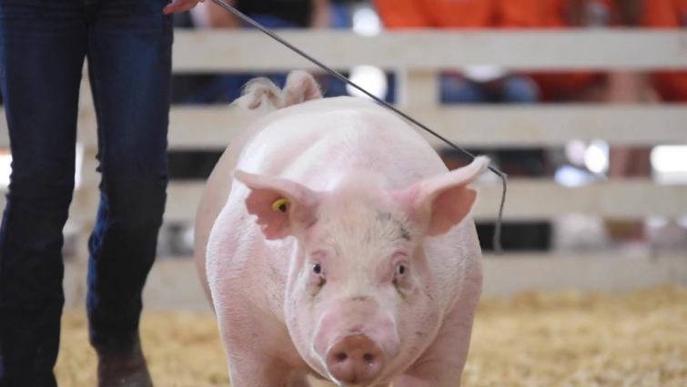 WLIC Traceability Video 2020