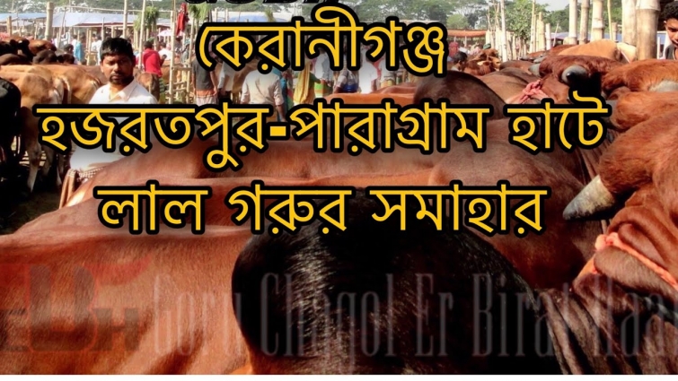 Hazratpur-Paragram Gorur Haat || GCBH||