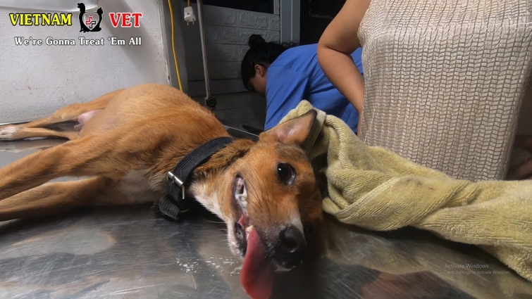Reviving a dying dog – Vietnam animal vet clinic