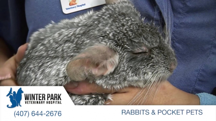 POCKET PET VETERINARIAN | Winter Park Veterinary Hospital