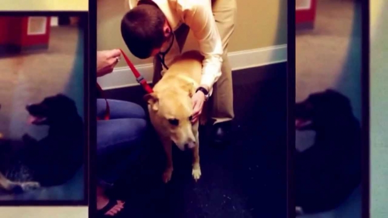Marietta Vet Clinic Helps Dogs and Cats with veterinarian care. Affordable pet vaccinations!